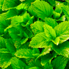 lemon balm extract - Tensital Composition